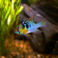 apistogramma ramirezi_1